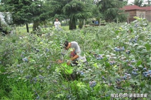 咱们以山东菏泽的种植户老王为例：