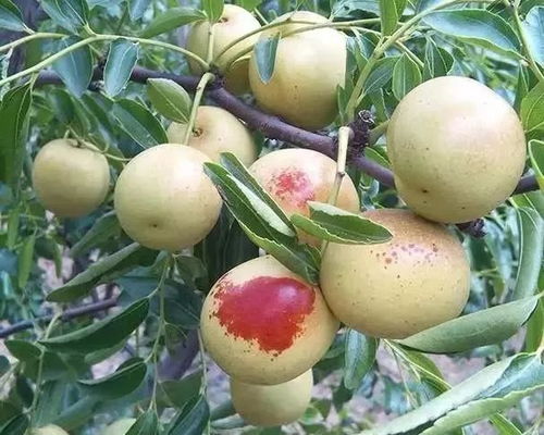 影响：香菜的未来在哪里