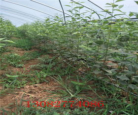 杨梅树苗种植，造型技术大揭秘！