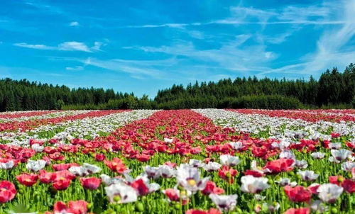 冬季浇水， 讲究的是“适量”