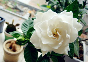 视频里的栀子花，种类繁多，怎么选？