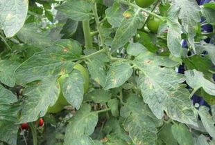 菜农的心得体会