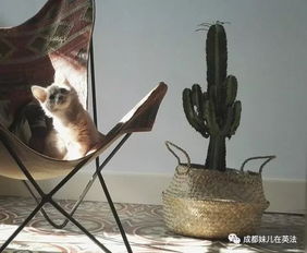 揭秘：小鸡夜间频繁啼叫的奥秘——晚上不停叫唤的原因解析