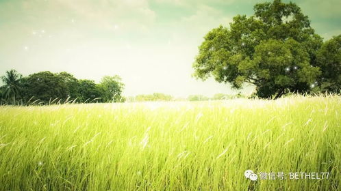 一般草地用什么草？如何搭配既耐踩又省钱？