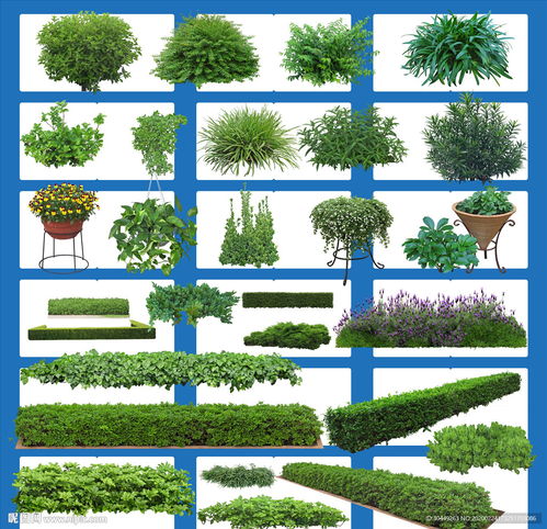 绿化带一般种什么植物？新手必看指南来了