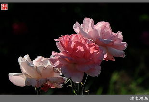 晋城月季花开时香满园的月季花现在买还来得及吗？