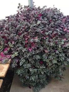 绿萝茎的剪取与繁殖小技巧