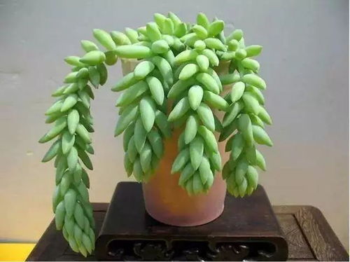 玉簪花种花小常识