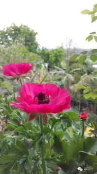 花毛茛， 株姿玲珑秀美，花色丰富艳丽