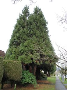 造型多样， 各具特色