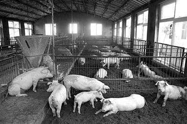 猪场繁殖技术进展与挑战