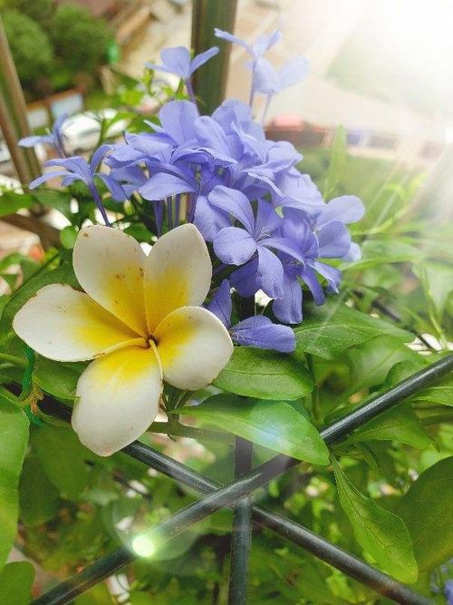 四、 鸡蛋花：花形美观，花色艳丽