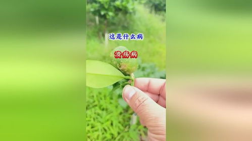 哪种农药既高效又平安？