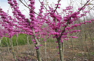 冬天养护紫荆的注意事项