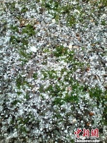 小麦白粉病：一场神秘的病魔降临