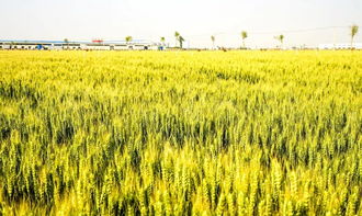 湖北爱立发农业科技的水稻调控剂