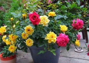 养护小细节， 花朵笑哈哈