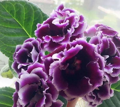 玉簪：室内散光环境下的花卉品种