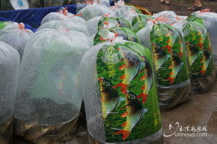 创新稻田养殖技术：培育名贵花卉，提升生态效益