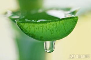 花叶芦荟：居家种植的神奇之花