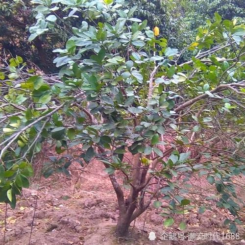 效果显著， 但也有风险