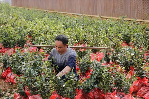 湖南玉屏茶油树苗直销，品质保证，专业联系方式