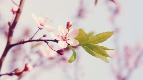 如何选择平安的桃花泡水？