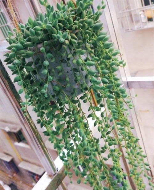 银边翠：种植它并不困难