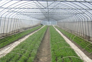 一、 红菜苔种植技术