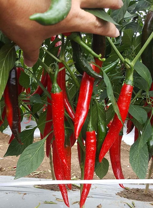 辣椒种子泡水， 这可是门学问