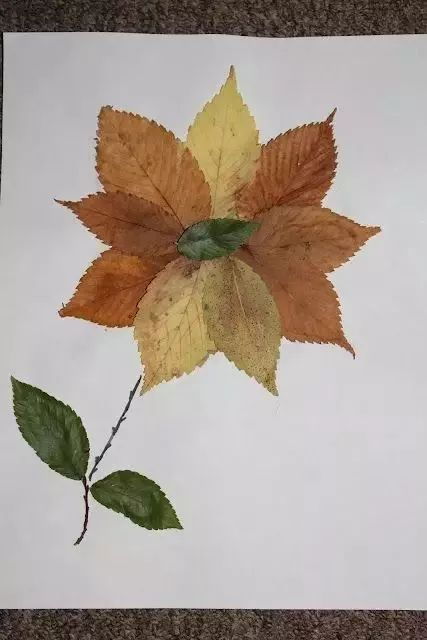 树叶为什么会脱落呢？是季节更替还是生命轮回