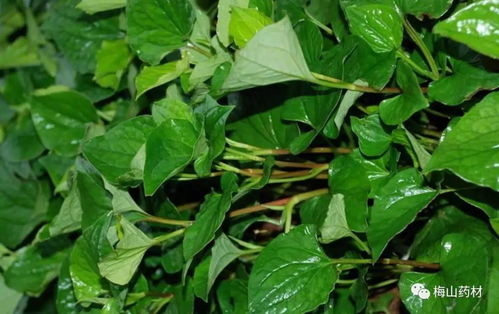 “什么时候种植蕌头最合适？春季还是秋季