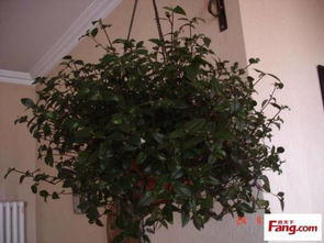 4. 吊兰：净化空气的小嫩手