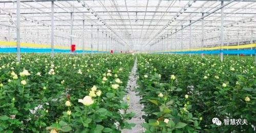 温室种植基础准备