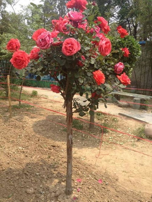 浇水与施肥， 养护之道