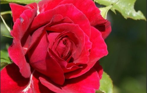 欧月和月季花，品种多到数不清