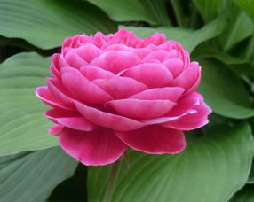 玛丽玫瑰的品种特点