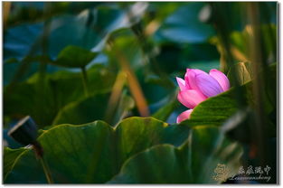 荷花那个时候谢啊