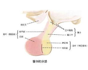 探秘缩宫素与垂体后叶素：催产家族中，它们有何不同之处？