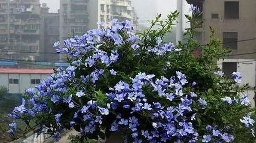 我的阳台小花园