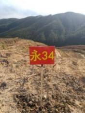 福建茶油种植基地：高效茶苗培育，确保高成活率！