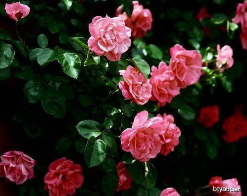 蔷薇生长的土壤和花盆小秘密