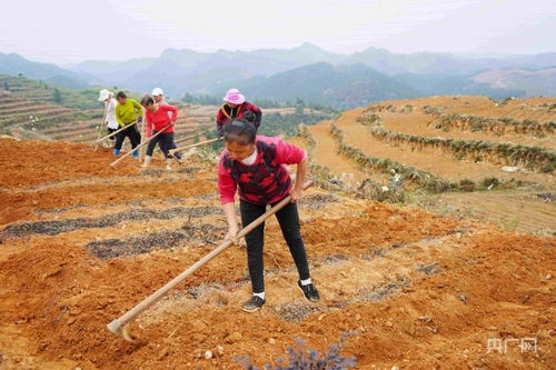 油茶梓播种时间点， 南北大不同
