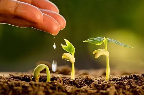 如何科学管理刺梅的养殖方法，使其生长更加旺盛