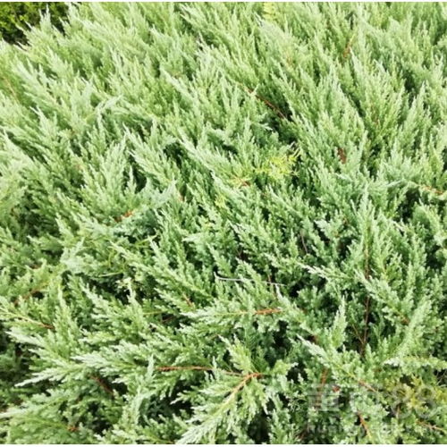 铺地柏的别称与生长习性