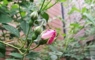 黑魔术月季的优缺点：新手养花的好选择