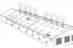 如何有效降低猪舍氨气浓度，改善养殖环境