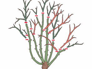 花后修剪， 不宜过晚