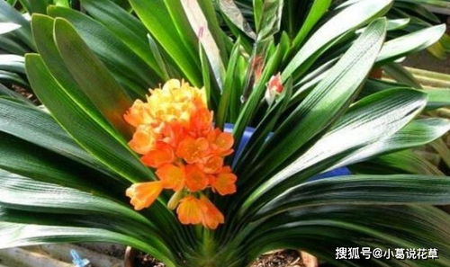 君子兰在冬季易受寒害，需科学养护