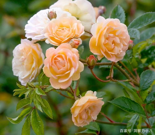 月季花，冷门中的养护高手